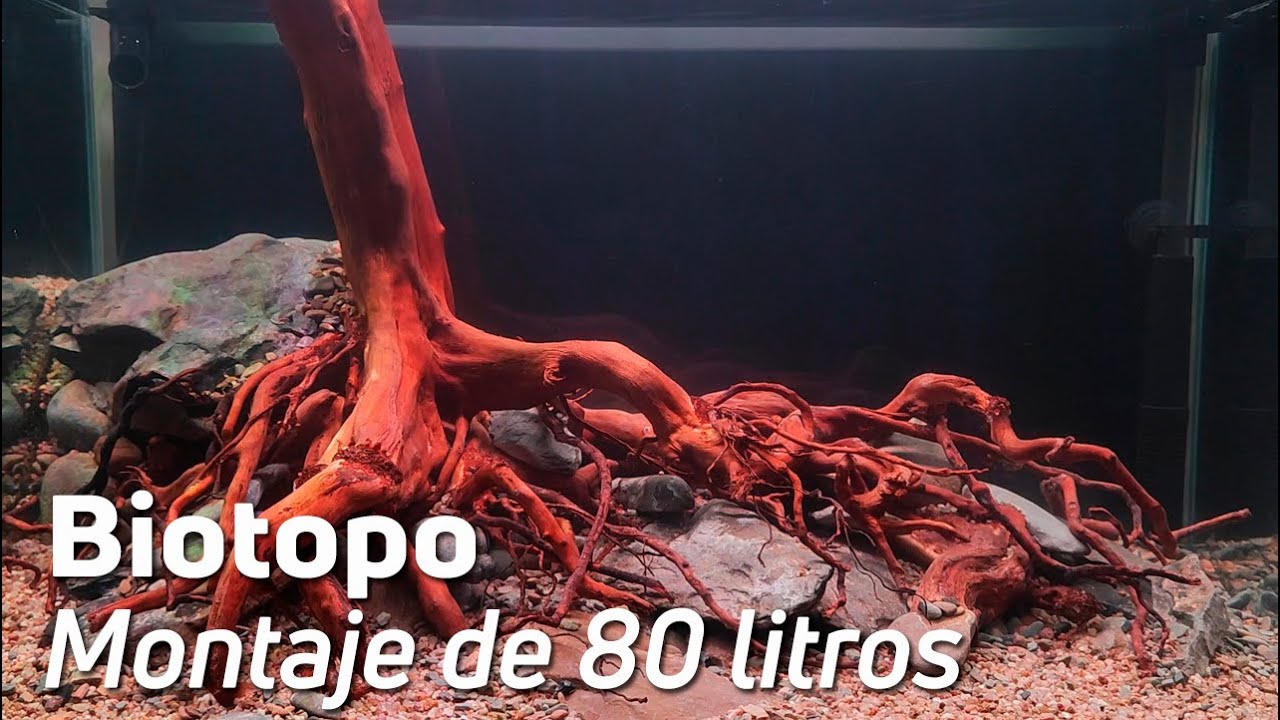 Así ha sido el Montaje del Proyecto Biotopo de 80 Litros | AcuariosRtules