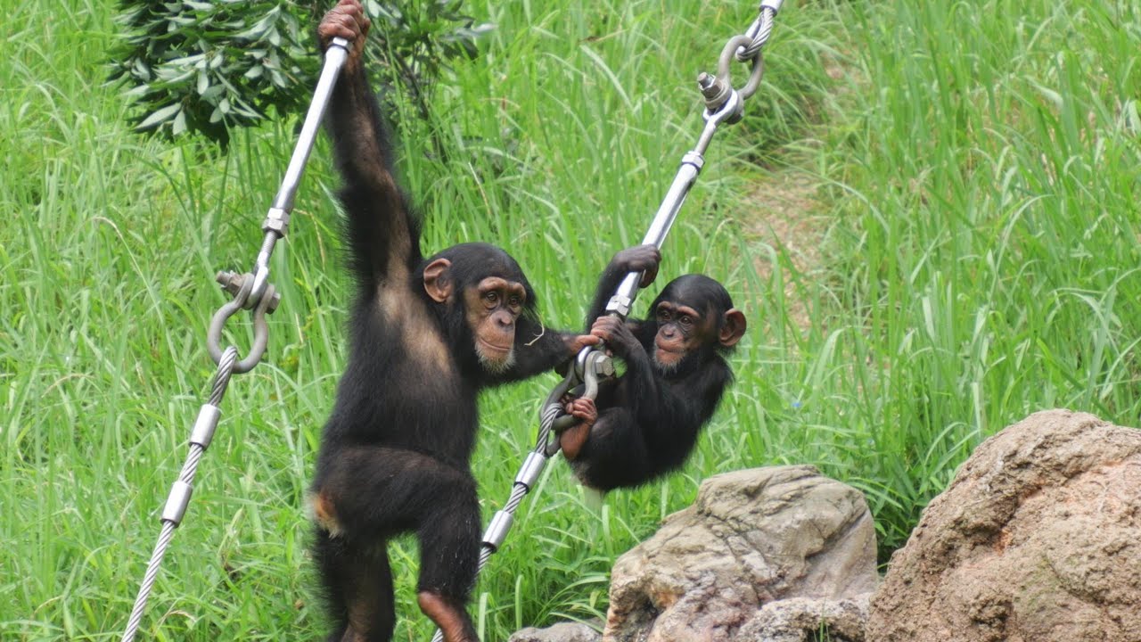 史上稀に見るノーティー子チンプ　ディル　多摩動物公園　チンパンジー　202506