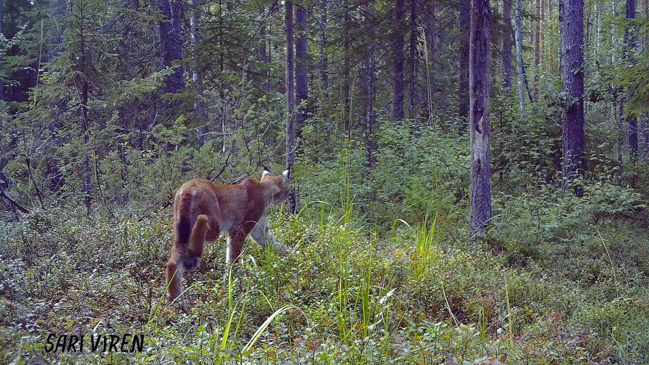 Pieni puro, vilkas elämä - Riistakamera - Wildlife camera - Finland nature