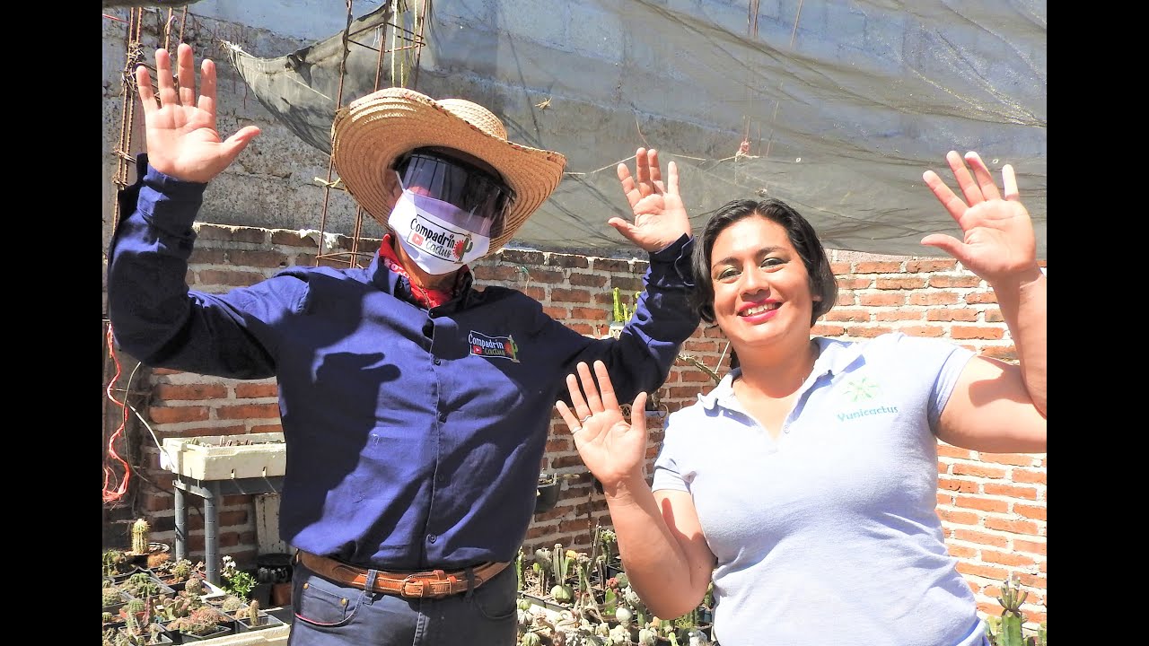 Los injertos de Yunuén en Yunicactus.