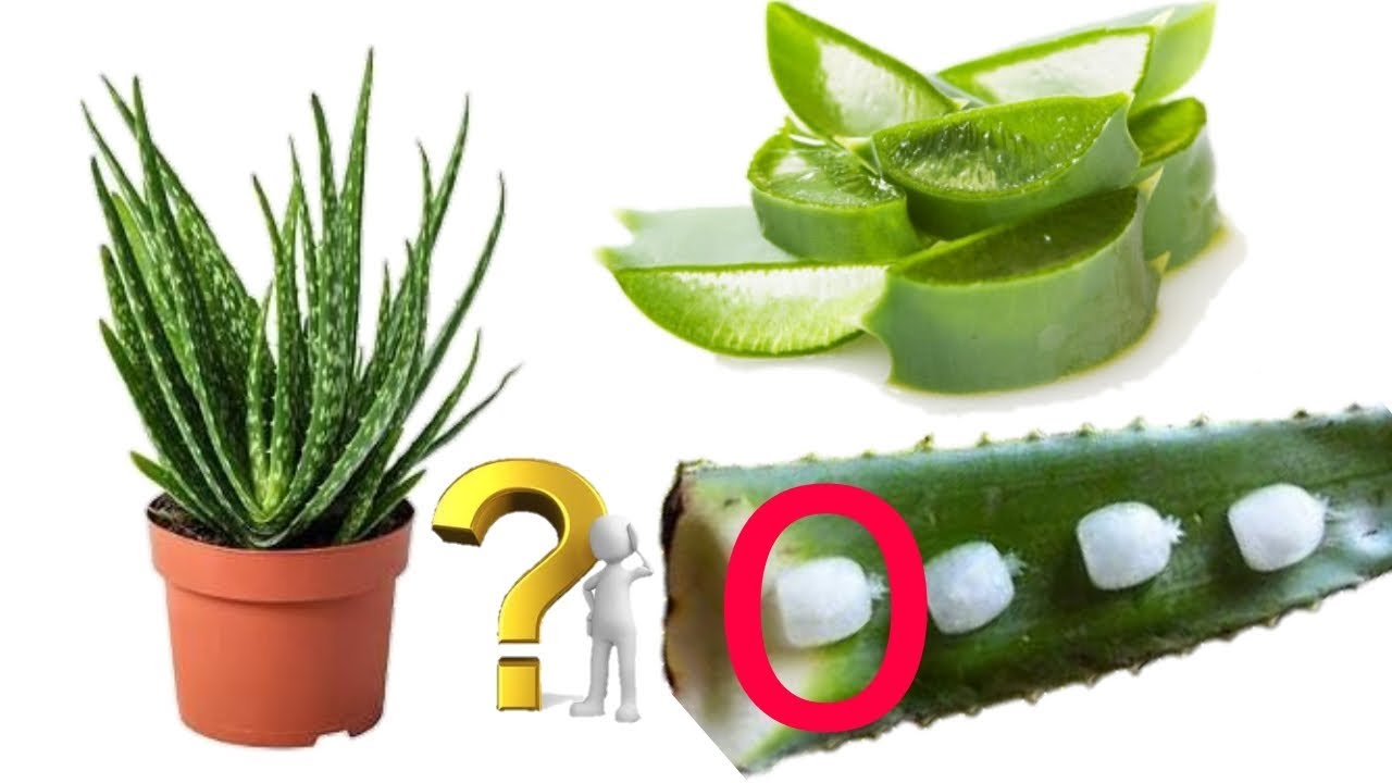 How to grow Aloe vera at home