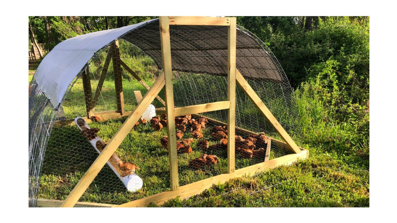 Raising Meat Chickens & Chicken Tractor Design