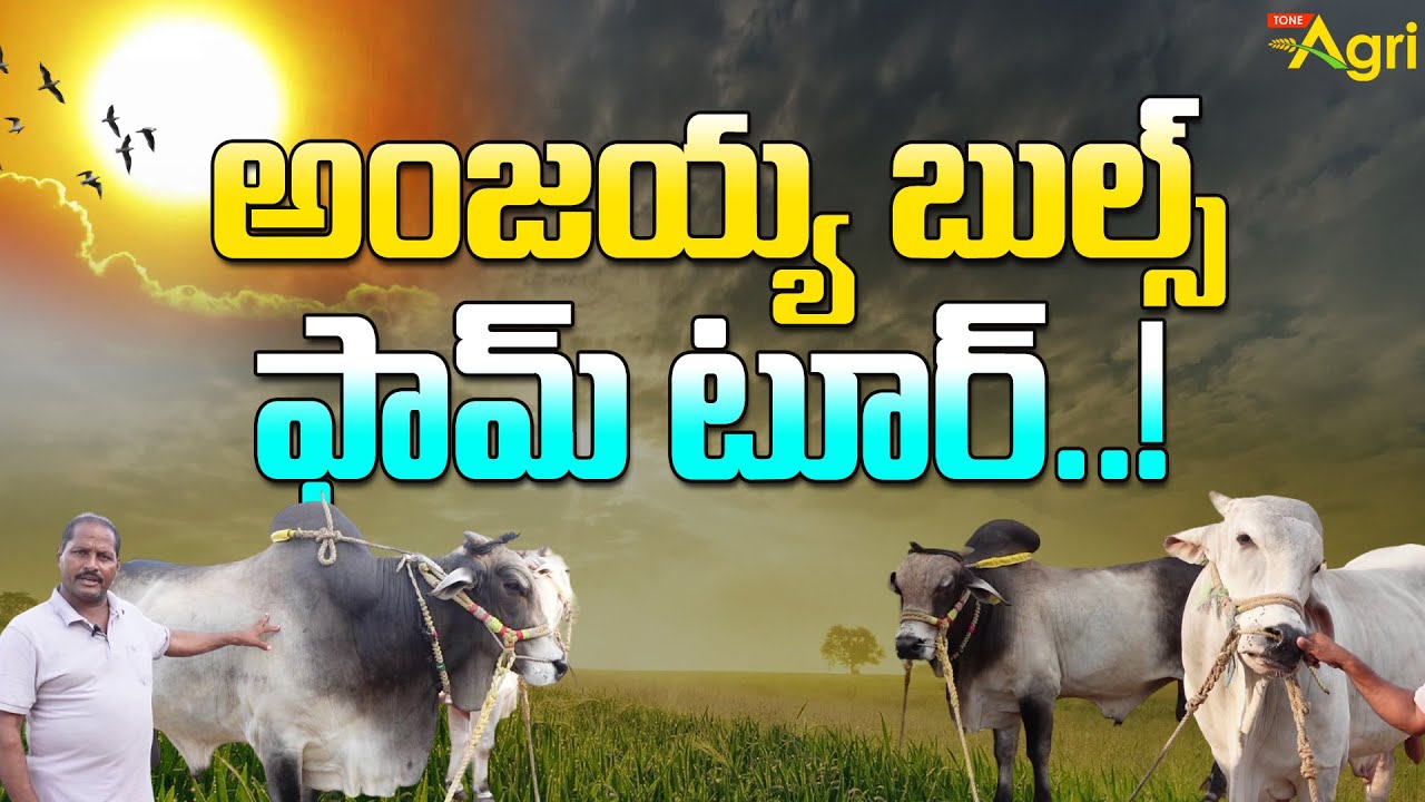 Ongole Bulls Characteristics | అంజయ్య బుల్స్ ఫామ్ టూర్..! New and Junior Category Bulls | Tone Agri