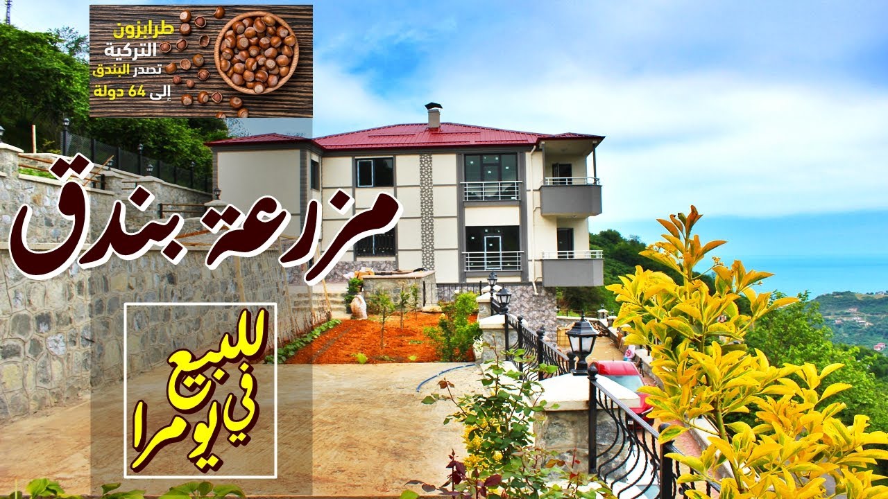مزرعة بندق 3500م للبيع في يومرا طرابزون تبعد عن المدينة 1.5كم || عروض طرابزون ريالتي الحصرية 2020