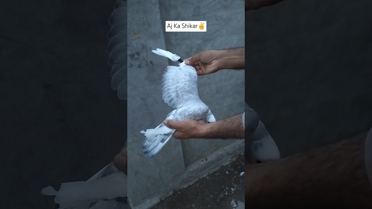 Kabotar Bazi New Video #FlyingBirds #Youtube #Pigeons #Kabotar #Shorts