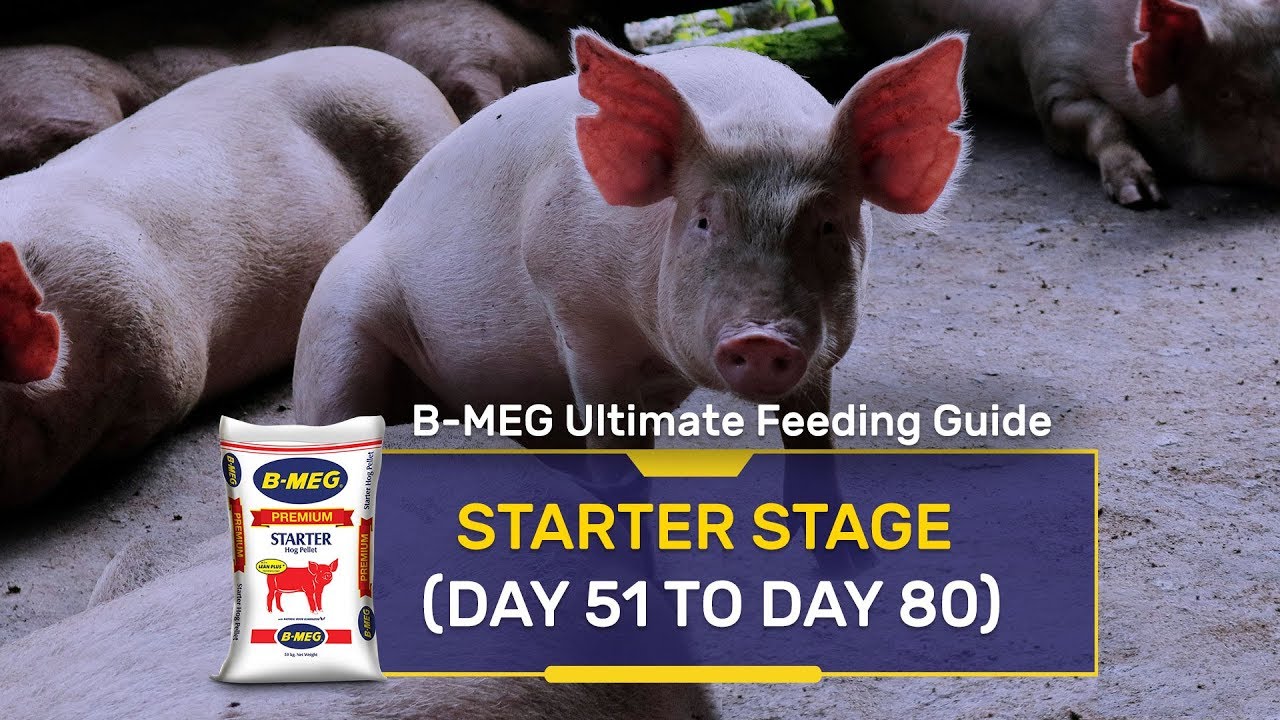 B-MEG Ultimate Feeding Guide: Paano masisigurong bilis laki at hindi sakitin ang baboy!