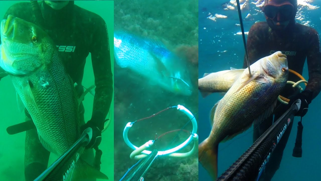 pesca submarina 2020 compilaci&oacute;n grandes dentones (dentex)