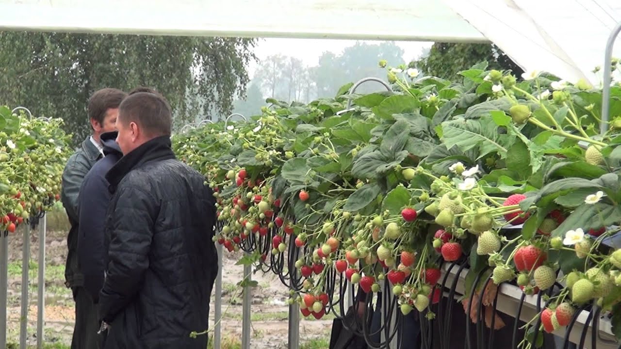 Podłoża i odmiany do uprawy w tunelach