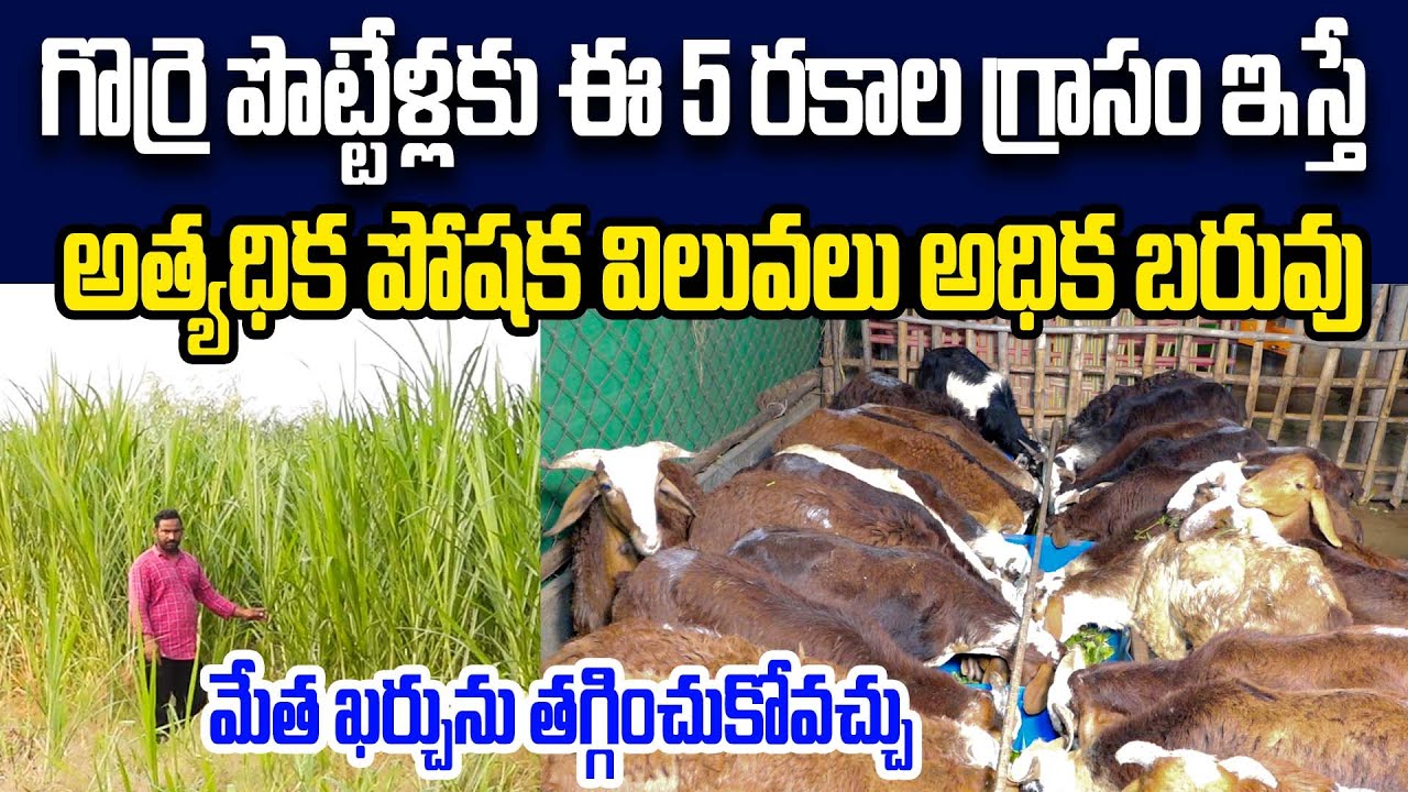 పొట్టేళ్లకు ఇచ్చే 5 గడ్డి రకాలు ఇవే..! | 5 types of grass Farming For Sheep Farming | Kiran TV Rythu