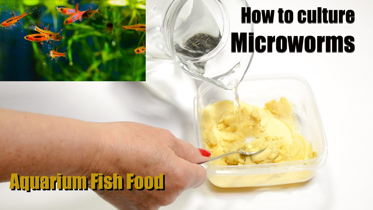 How I culture microworms - Aquarium Fish Food