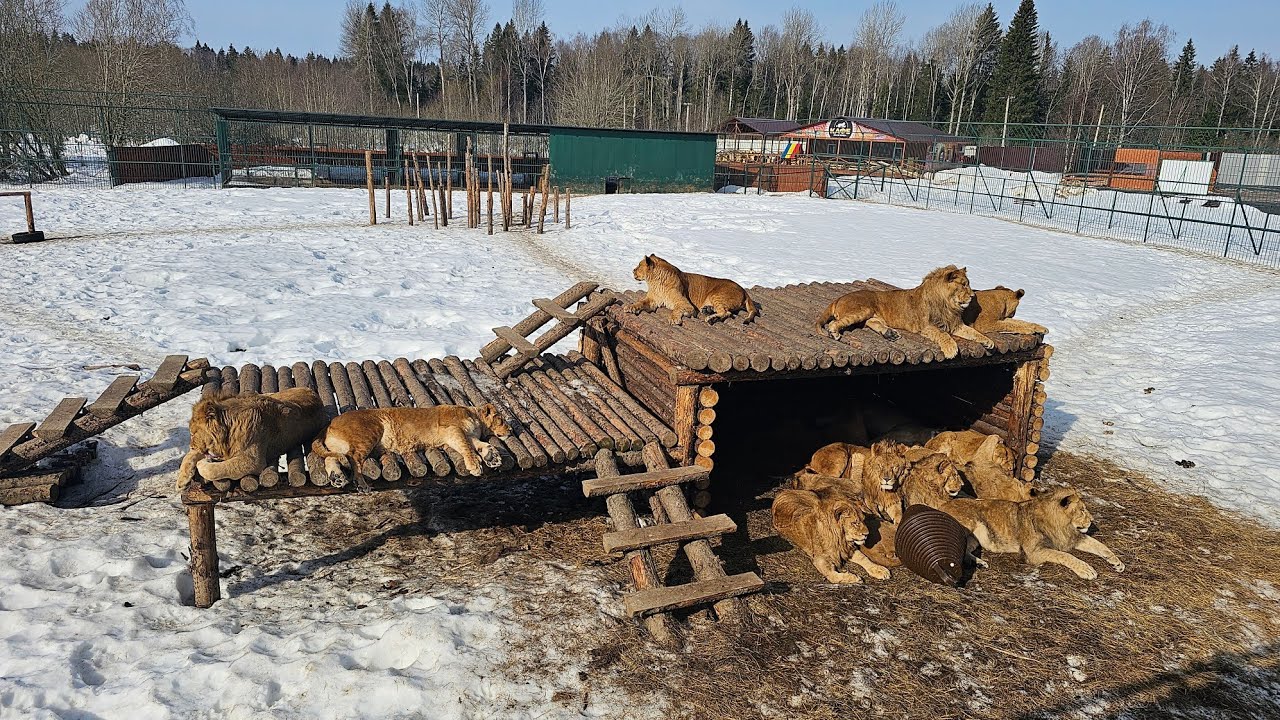 Львы почувствовали весну. ПАРК ЗЕМЛЯ ПРАЙДА 🌿 
