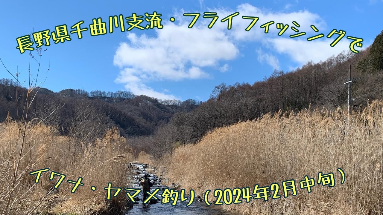長野県千曲川支流・フライフィッシングでイワナ・ヤマメ釣り（2024年2月中旬）