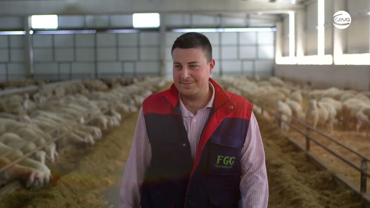 Ganadería #LoQueTúVes: F.G.G. Ganadería de ovino de leche