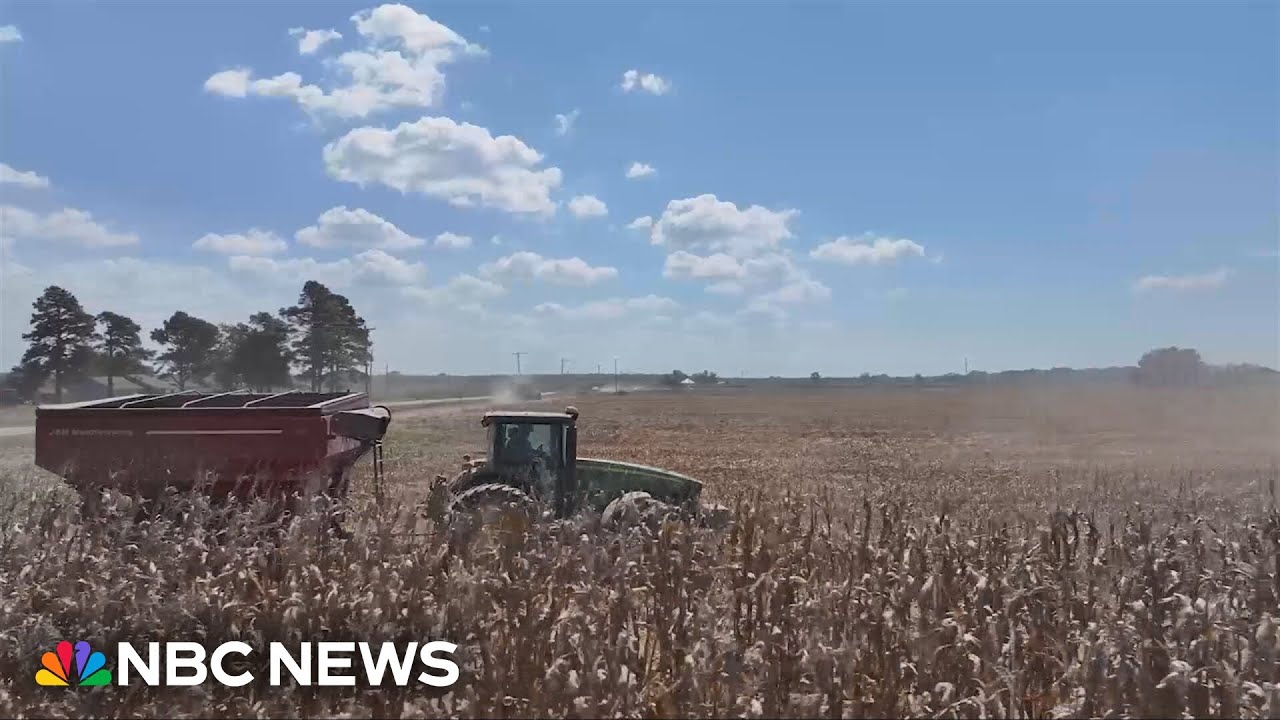 Tariffs among worries for soybean farmers as bankruptcies rise