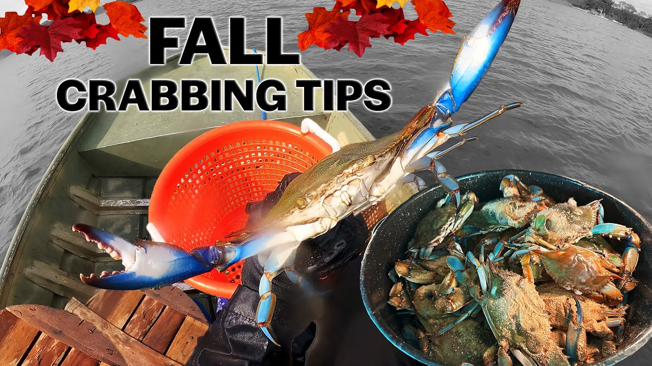 Fall Crabbing Tips & Rockfish: Understanding Crab Movement to Catch More Blue Crabs: Chesapeake Bay