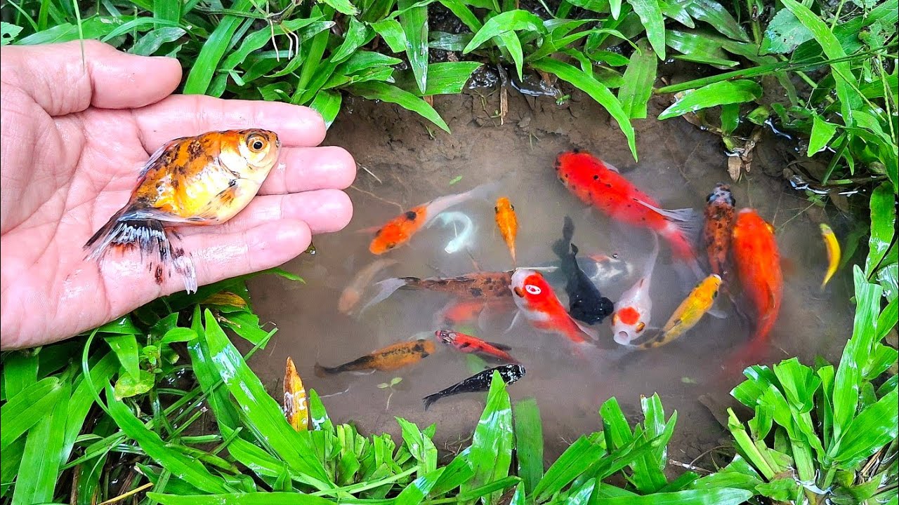 Mencari ikan molly balon lucu, ikan cupang warna warni viral, ikan mas koki, ikan lemon, lele, platy