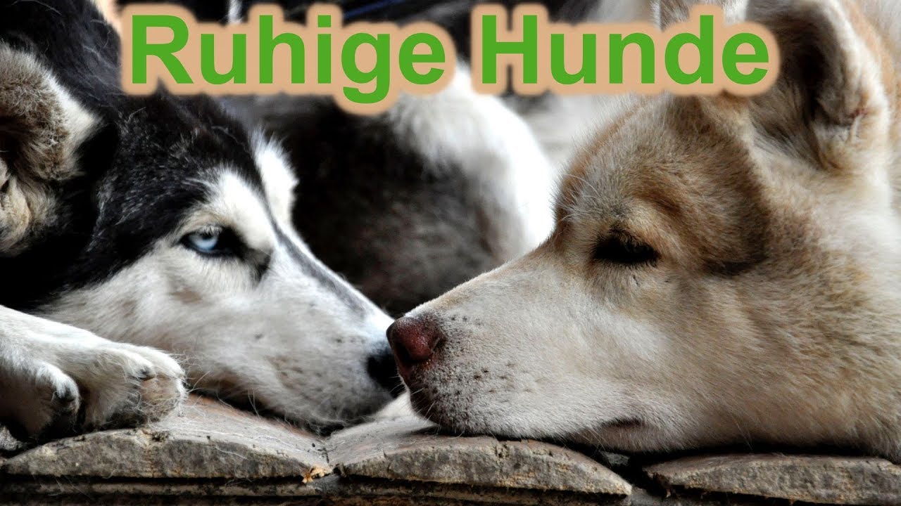 Ruhige Hunde durch ruhiges Ich / Hundetraining / Hundeerziehung / Nature Trails
