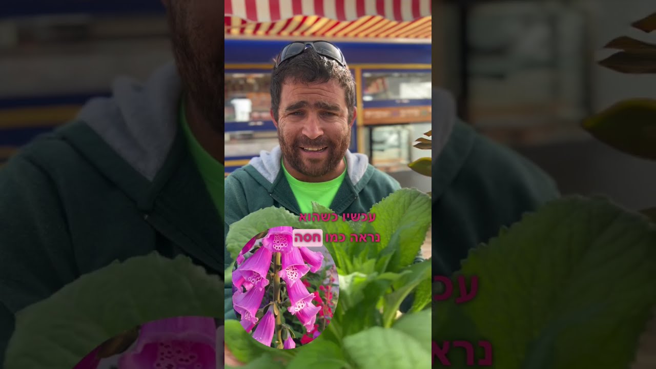 מורדי ממליץ על 3 צמחים עם פריחה מטריפה שצריך לשתול אותם עכשיו!