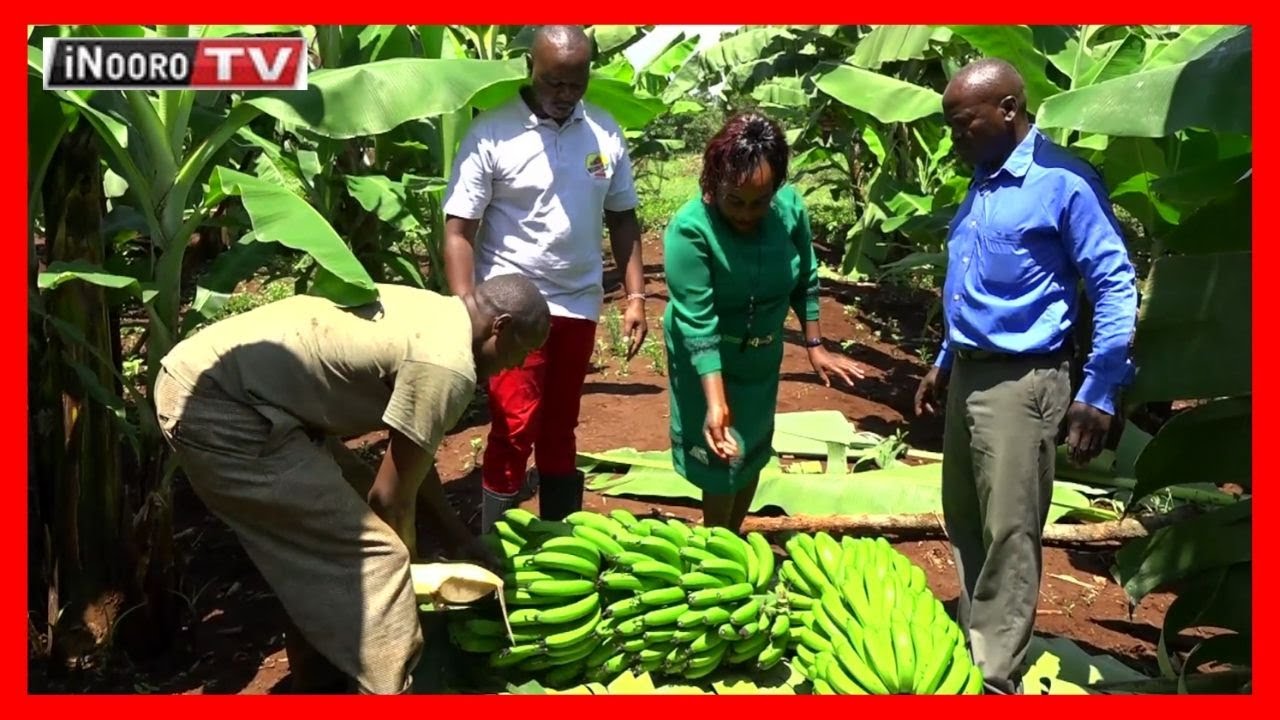 Urimi wa Marigu Kirinyaga #MugamboWaMurimi (Part 3)