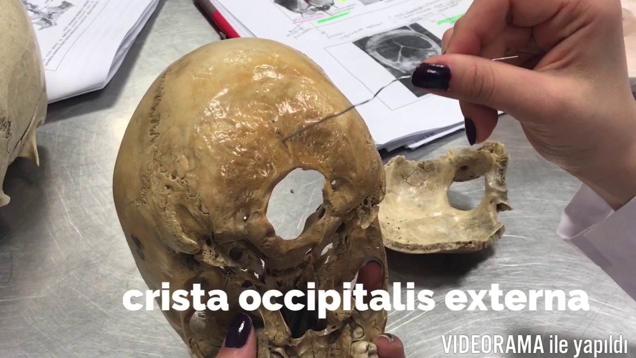 Os Occipitale