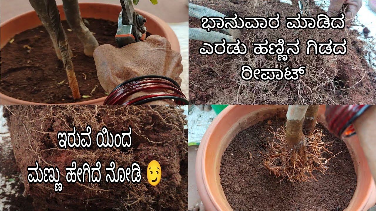 #ರೀಪಾಟ್_ಮಾಡಿದ_ಎರಡು_ಹಣ್ಣಿನ_ಗಿಡಗಳು_ಯಾವವು//