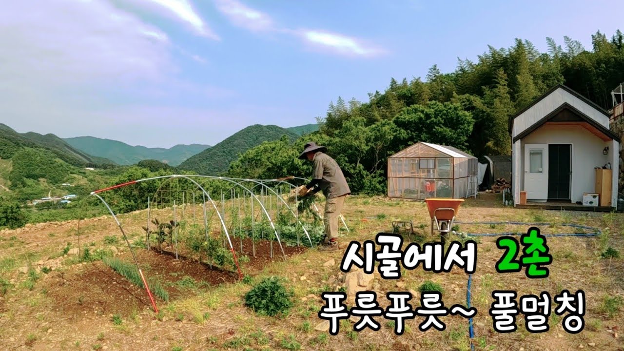 잡초인듯 잡초아닌 풀멀칭 / 가마솥 물에 빠진 갈비 / 막걸리에 오새튀김 / 상추된장국 진작 해먹을걸