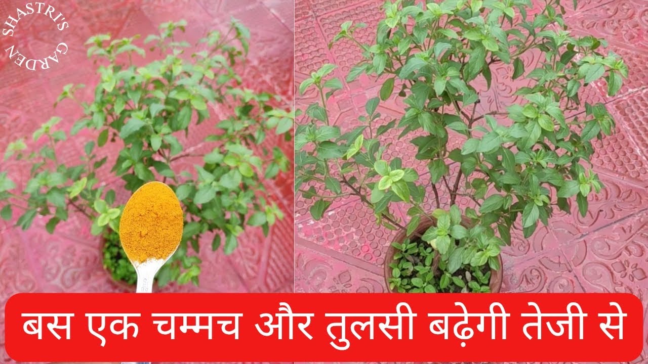 तुलसी के पौधे की देखभाल | Basil plant care 