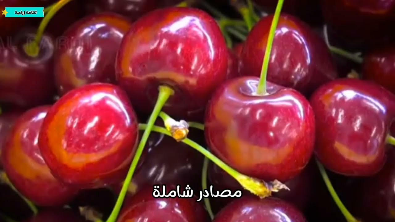 كيفية زراعة حبة الملوك ( الكرز ) و المناخ المناسب لزراعة /Growing cherry trees#ثقافة_زراعية
