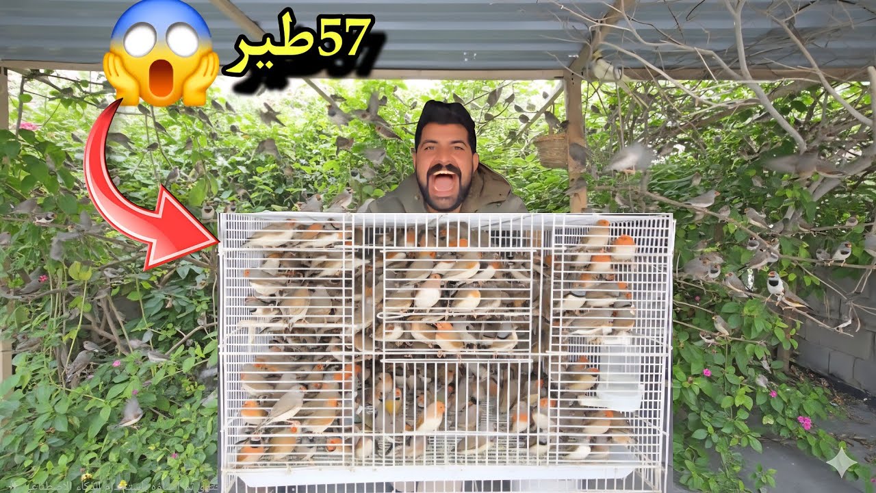 أكبر تجمع لطيور الزيبرا.. 57 طير داخل المحميه👌المشروع المربح💵