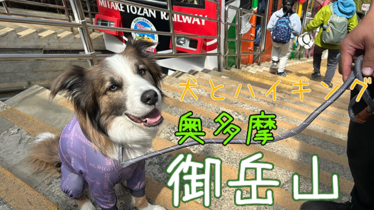 【ボーダーコリー】御岳山にハイキング！初心者にはキツかったです！