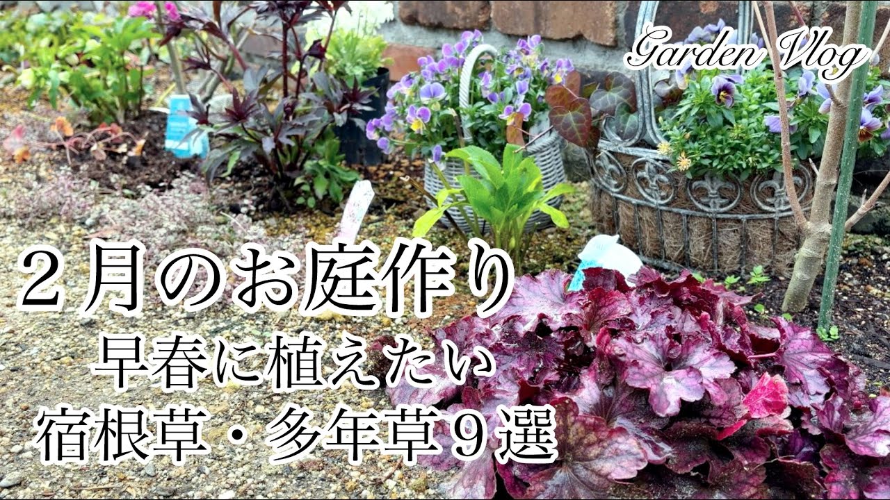 【ガーデニングVlog】２月のお庭作り／植えっぱなし宿根草と多年草紹介／ヒューケラドルチェ他