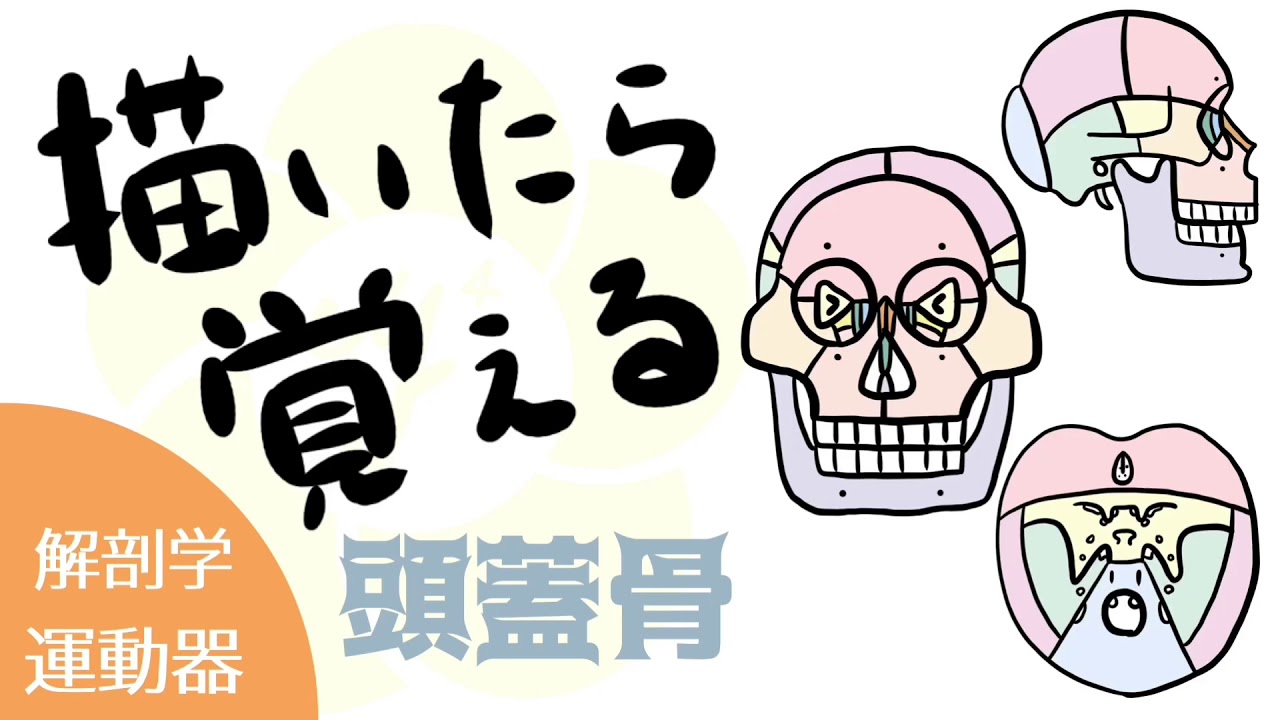 描いたら覚える頭蓋骨