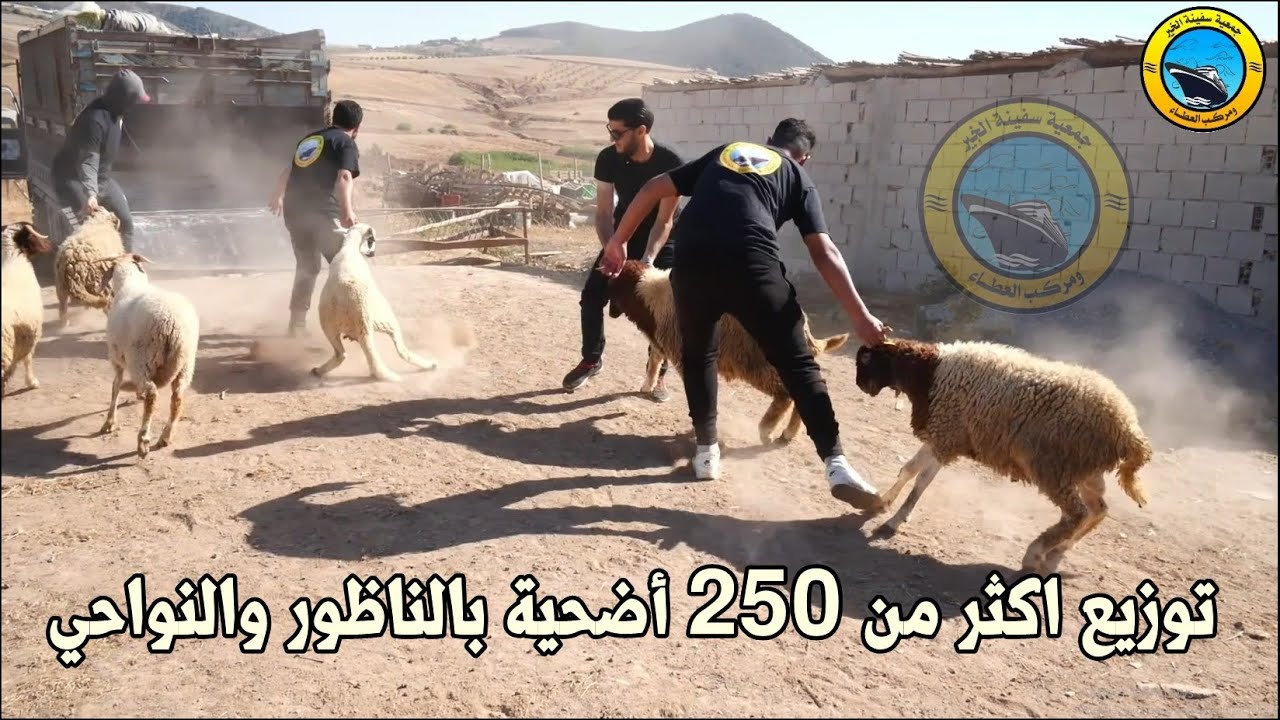 سفينة الخير ومركب العطاء توزع أكثر من 250 أضحية العيد لليتامى والضعفاء بالناظور