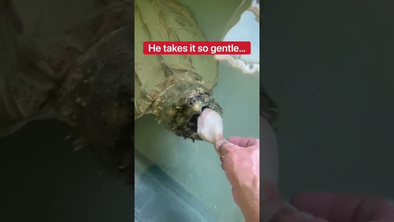 Feeding My Pet Alligator Snapping Turtle! 😱🍗🐢 #shorts #turtle