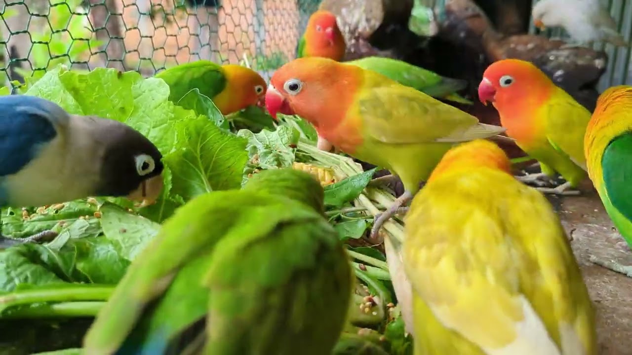 Lovebird Colorful 💚❤️#lovebirds #sunconure #parrotlover #birds #cutelovebird