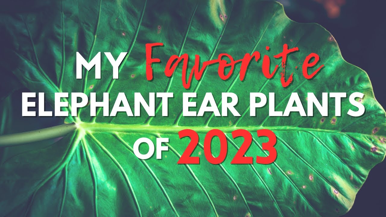 My favorite elephant ear plants of 2023!