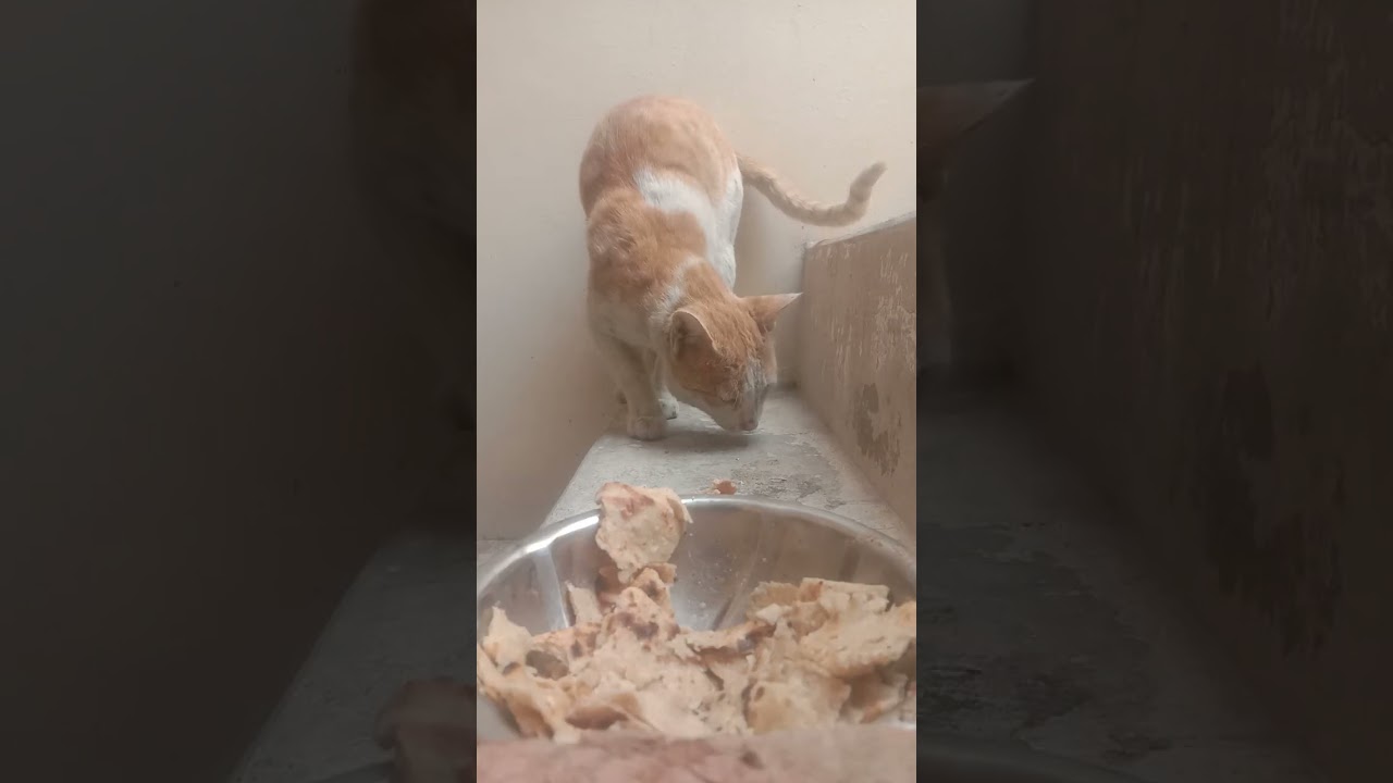 Cat ASMR🙀