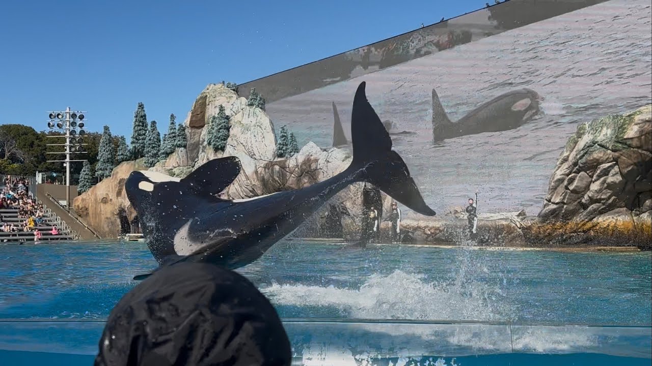 SeaWorld San Diego killer whale shows 