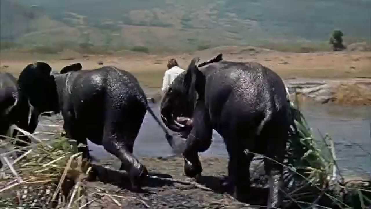 &iexcl;Hatari! Howard Hawks. 1962 / 