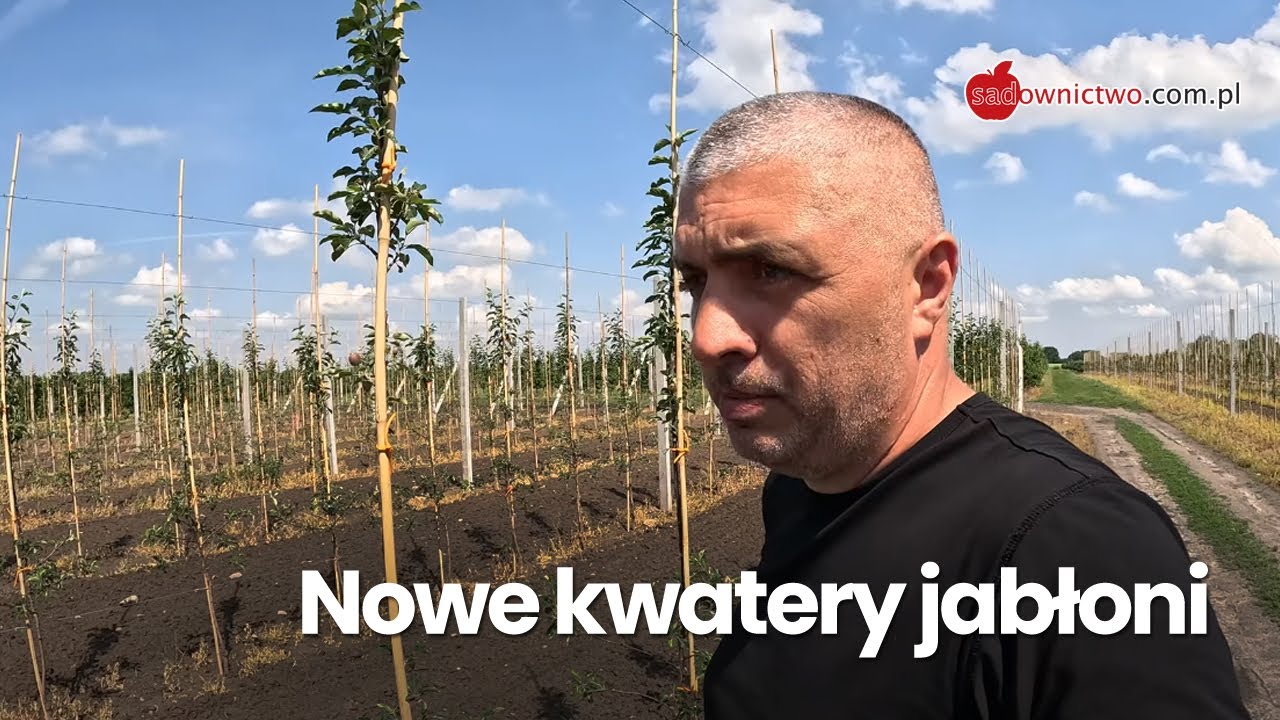 Co posadziłem w 2024 roku - odmiany jabłoni