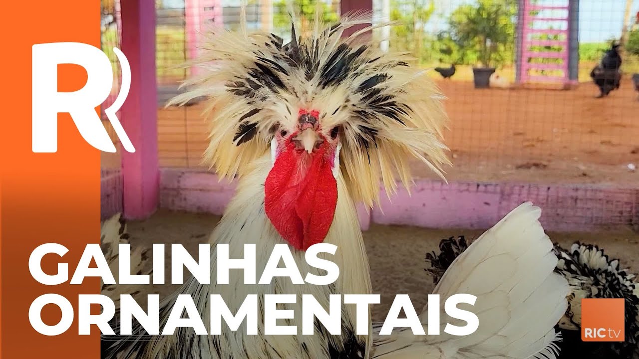Galinhas ornamentais