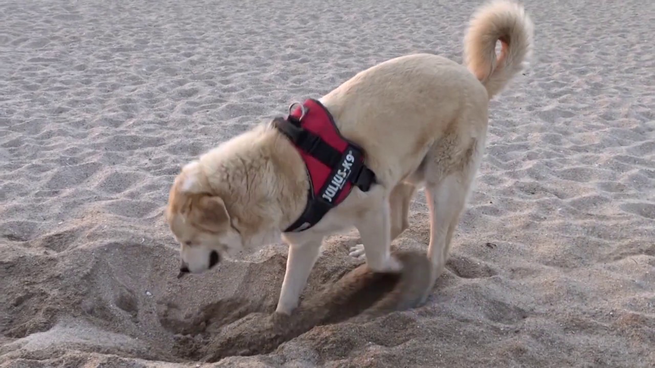 Hundestrand in Empuriabrava - einer der Wenigen an der Costa Brava
