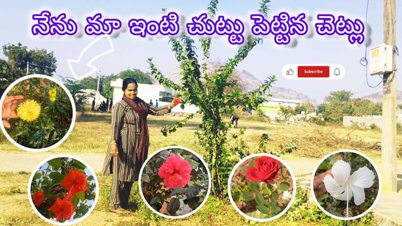 ప్రకృతి అంటే ఎవరికి ఇష్టం ఉండదు! 🌹🌿 మా పూల మొక్కలు🥀 చెట్లు 🌴చూపిస్తా రండి 👍