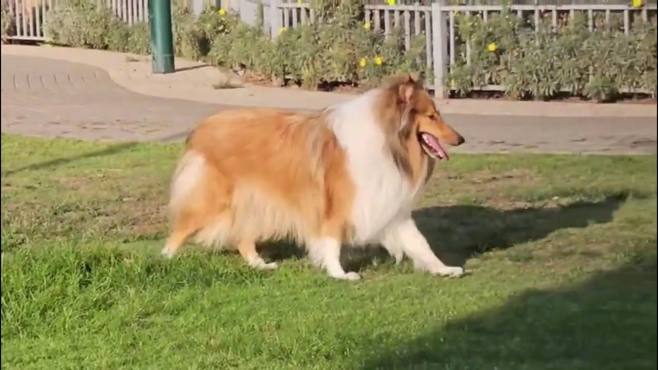 Life with a Rough Collie (grooming day, play dates, training)
