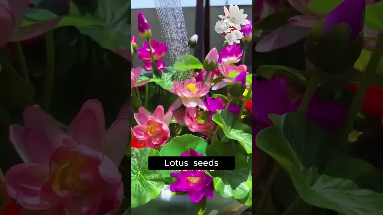 🌸 Grow 12 Color Lotus at Home | ROOTFUEL Exotic Japanese Lotus Seeds
