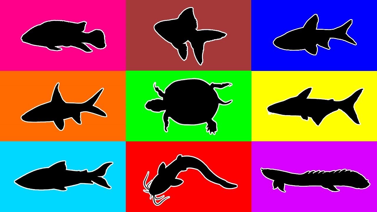 Fish: Cichlid, Catfish, Goldfish, Bala Shark, Bichir Fish, Fresh Water Shark, Turtle