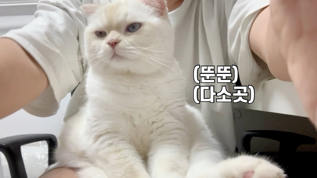 아빠 무릎 위에서 내려가지 않는 무릎냥이.. 6kg 뚠뚠 고양이 (Eng)