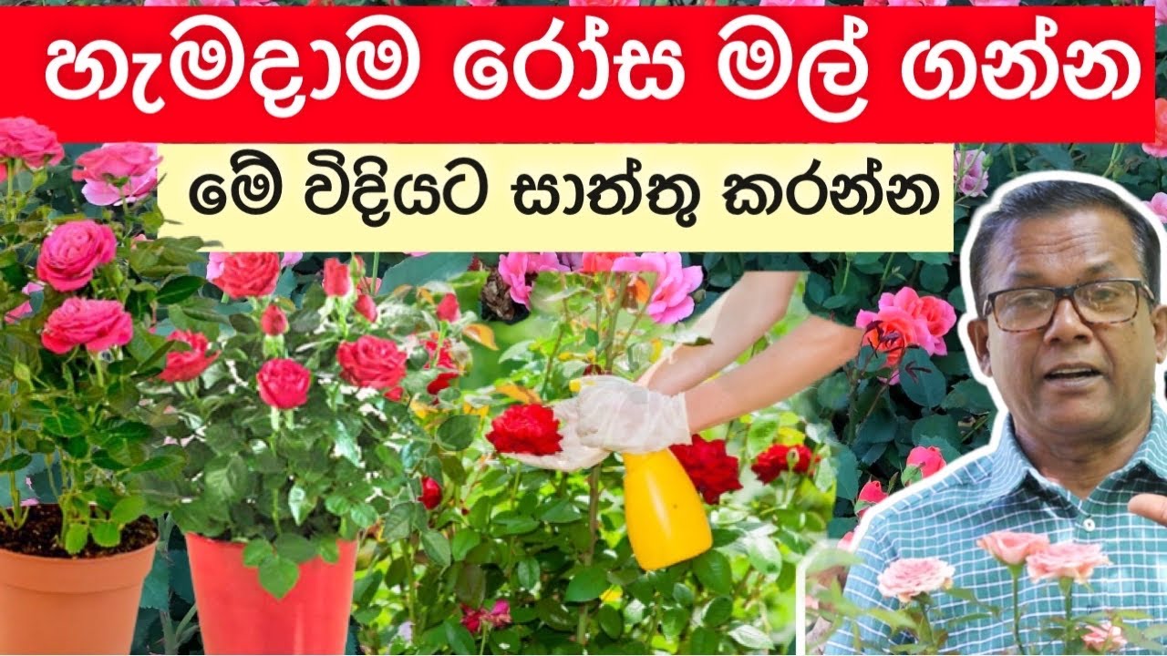 රෝස වගාව | ලොකුවට රෝස මල් ගන්න නිවැරදි කප්පාදුව | How to prune roses |Ceylon Agri | Episode 180