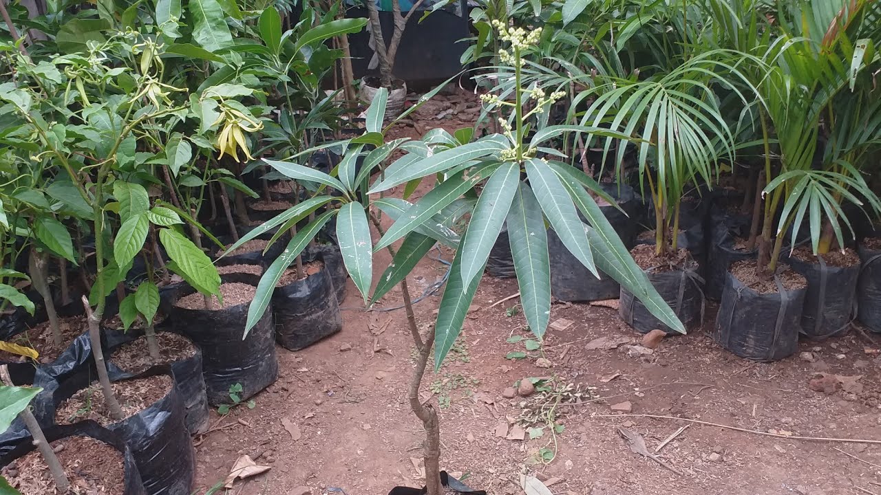 Cara supaya pohon mangga bercabang rimbun dan cepa buah
