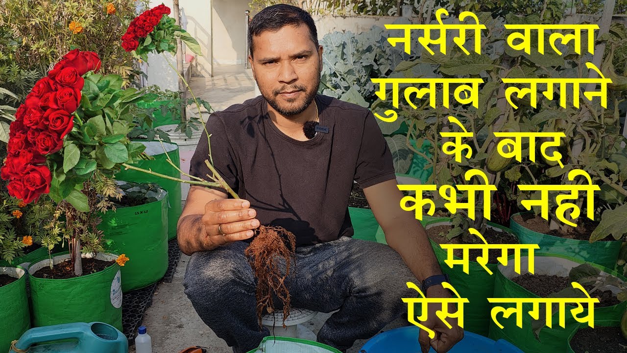 गुलाब का पौधा लगाने का तरीका | गुलाब का पौधा कैसे लगाएं | Gulab Ka Podha Lagane Ka Tarika